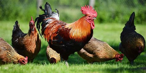 gamefowl feeding tips|The Do's and Dont's of Gamefowl Nutrition & Feeding .